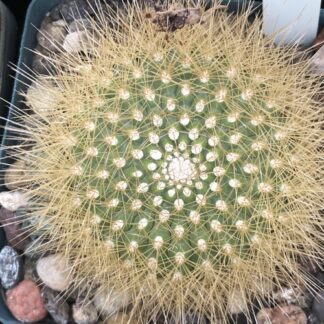 Matucana weberbaueri cactus shown flowering