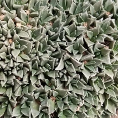 Nananthus aff. broomii mesemb shown in pot