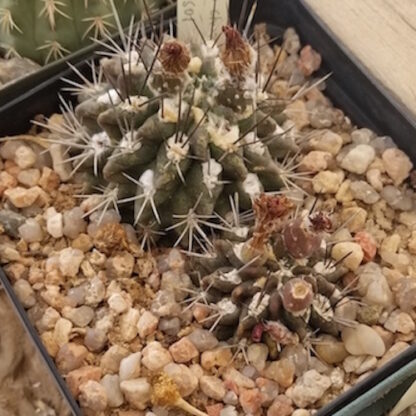 Neoporteria chorosensis cactus shown in pot