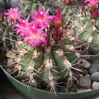 Neoporteria clavata cactus shown flowering