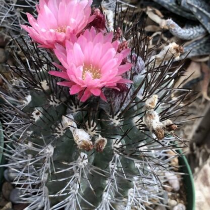Neoporteria eriocephala cactus shown flowering