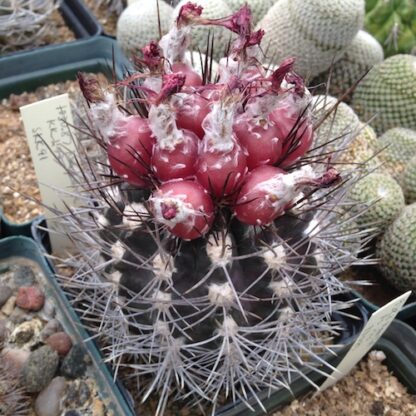 Neoporteria eriocephala cactus shown in pot