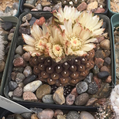 Neoporteria esmeraldana cactus shown flowering