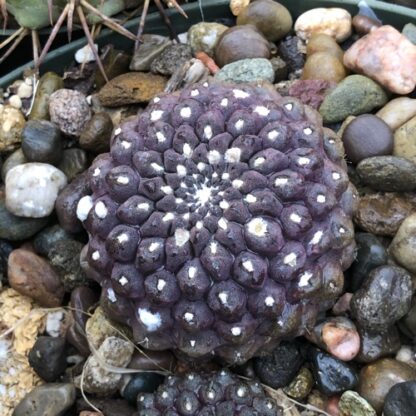 Neoporteria esmeraldana cactus shown in pot