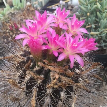 Neoporteria multicolor cactus shown flowering