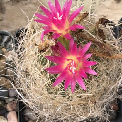 Neoporteria nidus cactus shown in pot
