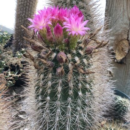 Neoporteria subgibbosa cactus shown flowering