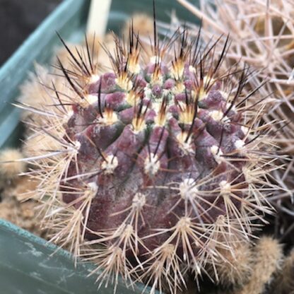 Neoporteria subgibbosa cactus shown in pot