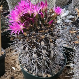 Neoporteria subgibbosa cactus shown flowering