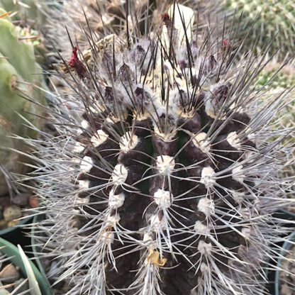 Neoporteria taltalensis cactus shown in pot