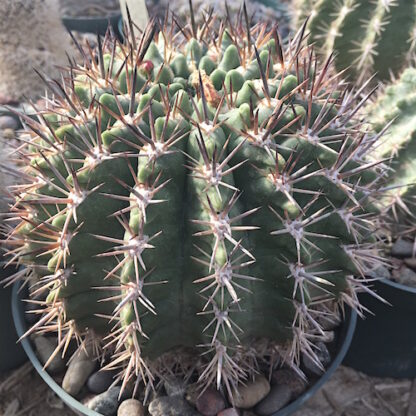 Neoporteria tuberisulcata cactus shown in pot