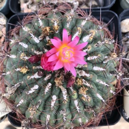 Oroya laxiareolata cactus shown flowering