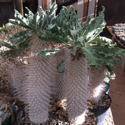 Pachypodium namaquanum succulent shown in pot