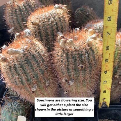 Notocactus 'Parodia' schlosseri cactus shown flowering