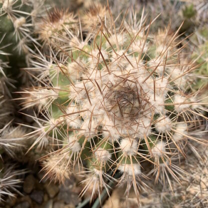 Parodia ayopayana cactus shown in pot