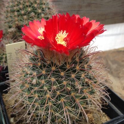 Parodia microsperma cactus shown flowering