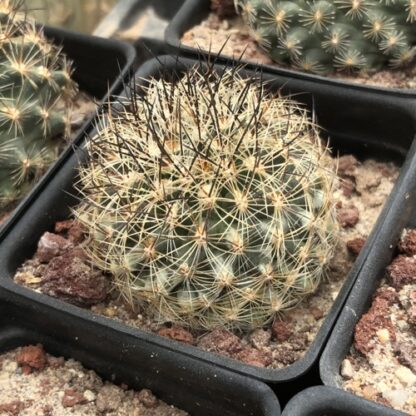 Pediocactus simpsonii cactus shown in pot