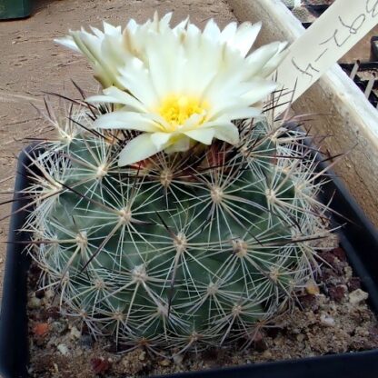 Pediocactus simpsonii cactus shown flowering