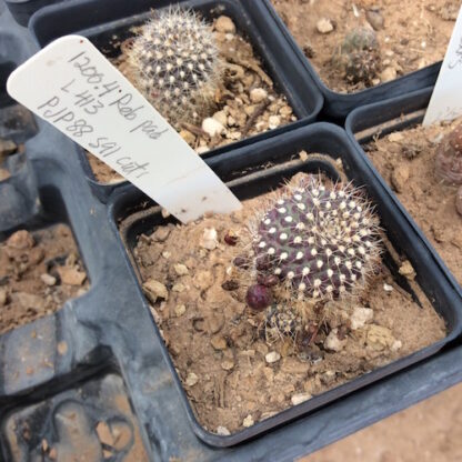 Rebutia padcayensis cactus shown in pot