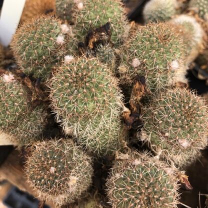 Rebutia pseudograessneri cactus shown in pot