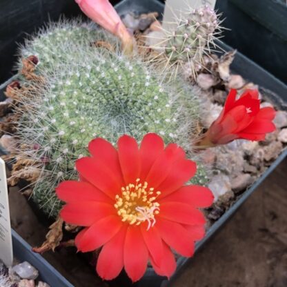 Rebutia senilis cactus shown flowering