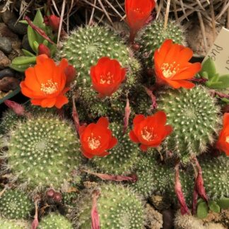 Rebutia vallegrandensis cactus shown flowering