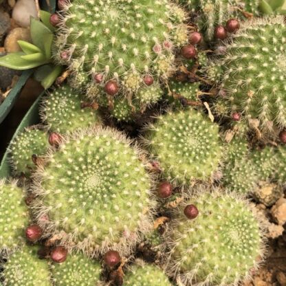 Rebutia vallegrandensis cactus shown in pot