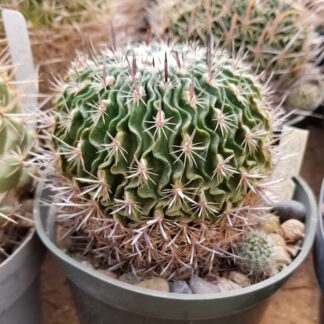 Stenocactus erectocentrus cactus shown flowering