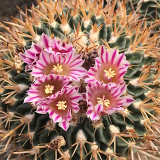 Stenocactus multicostatus cactus shown flowering