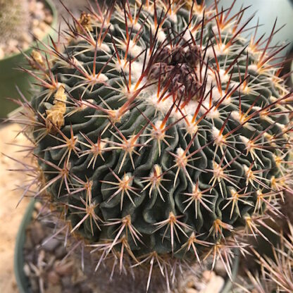 Stenocactus multicostatus cactus shown in pot