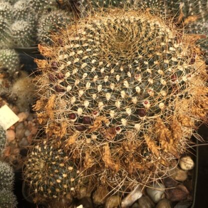 Sulcorebutia menesesii cactus shown flowering