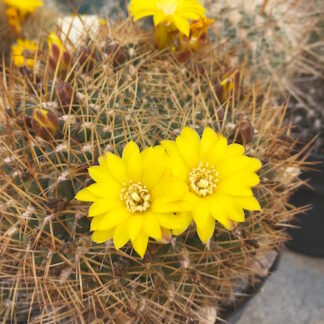 Sulcorebutia muschii cactus shown flowering