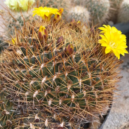 Sulcorebutia muschii cactus shown in pot