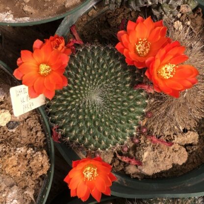 Sulcorebutia tiraquensis cactus shown flowering