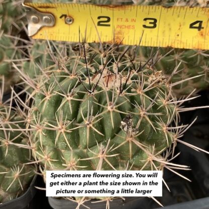 Thelocactus conothele cactus shown flowering