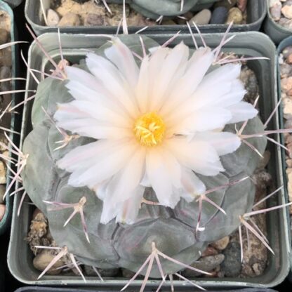 Thelocactus hexaedrophorus cactus shown flowering