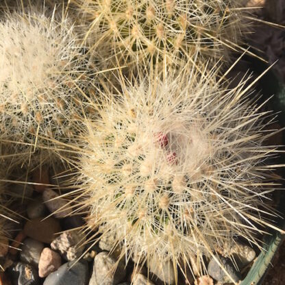Thelocactus macdowellii cactus shown in pot