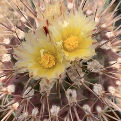 Thelocactus panarottoanus cactus shown flowering