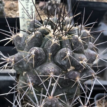 Thelocactus panarottoanus cactus shown in pot