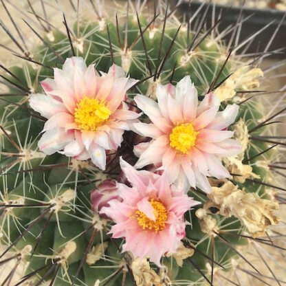 Thelocactus tulensis cactus shown flowering