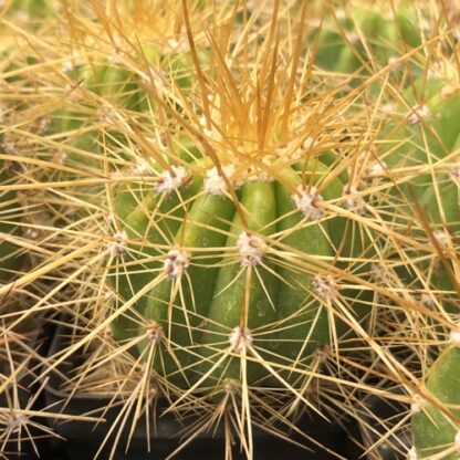 Trichocereus pseudocandicans cactus shown in pot