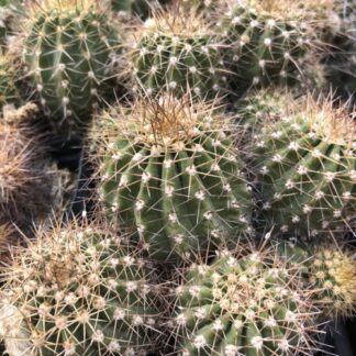Trichocereus purpureopilosus cactus shown in pot