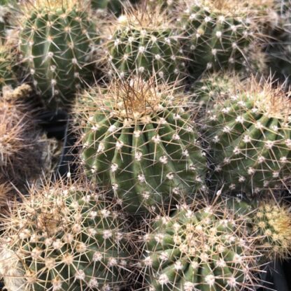 Trichocereus purpureopilosus cactus shown in pot