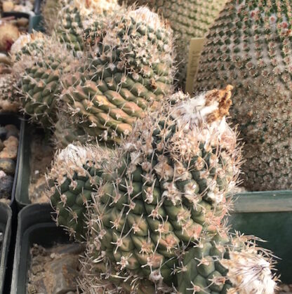 Turbinicarpus lophophoroides cactus shown in pot