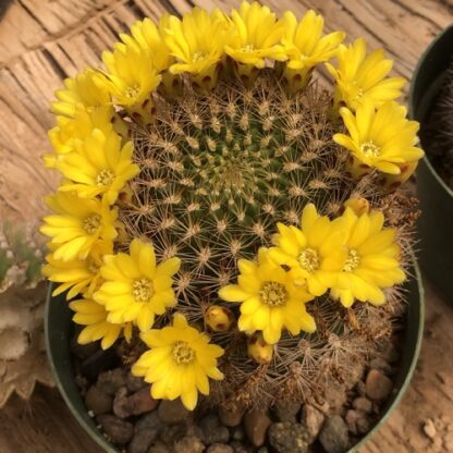 Weingartia saipinensis cactus shown in pot