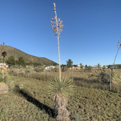Yucca elata succulent shown flowering