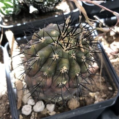 Copiapoa echinata cactus shown in pot
