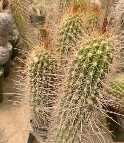 Trichocereus huascha cactus shown in pot