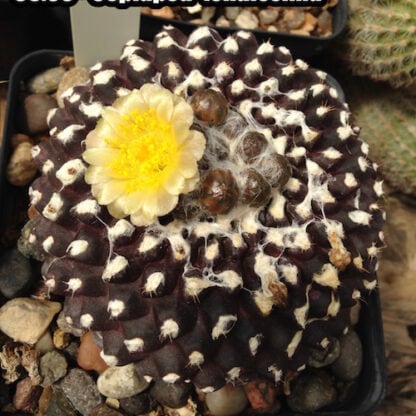 Copiapoa tenuissima cactus shown flowering