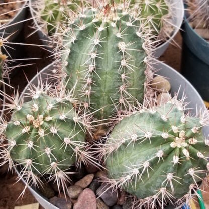 Echinocereus polyacanthus cactus shown flowering